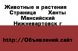  Животные и растения - Страница 11 . Ханты-Мансийский,Нижневартовск г.